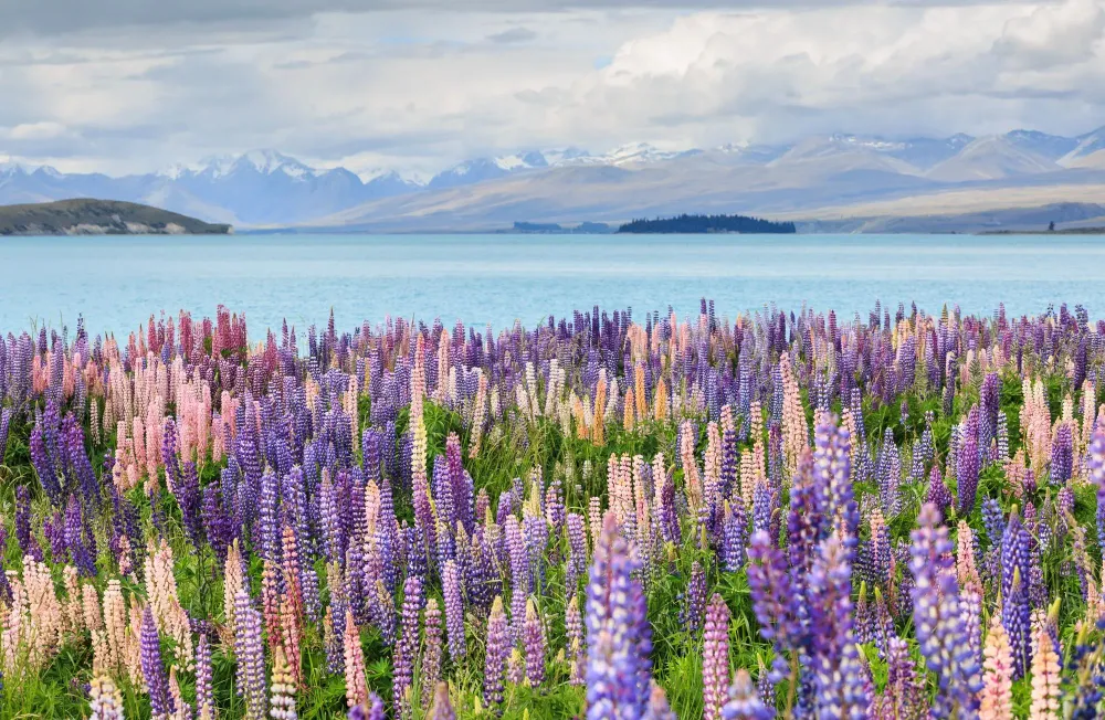 Lupines by Lake Tekapo, New Zealand
